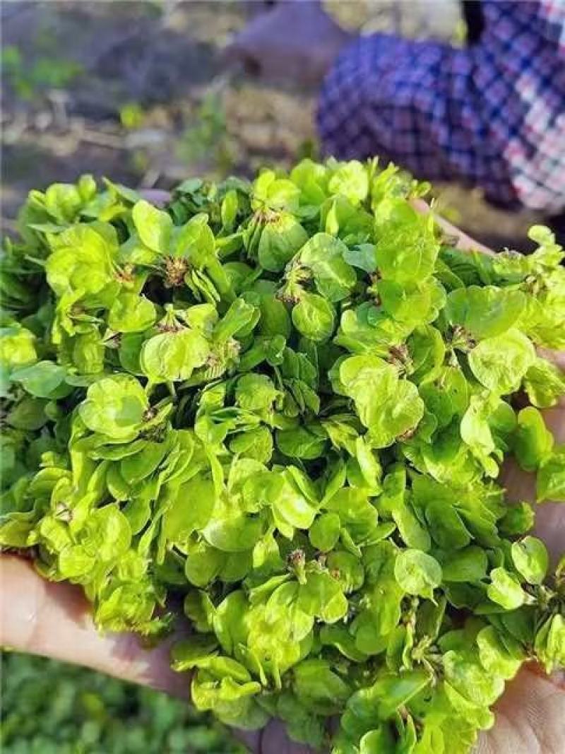榆钱河南产地发货质量保证价格优惠欢迎来电咨询洽谈