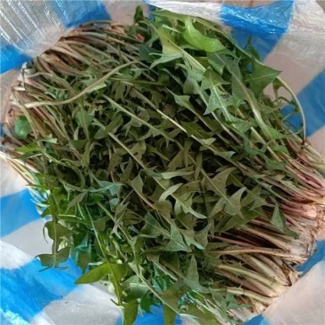 【推荐】河南蒲公英产地发货对接大型批发商欢迎来电咨询