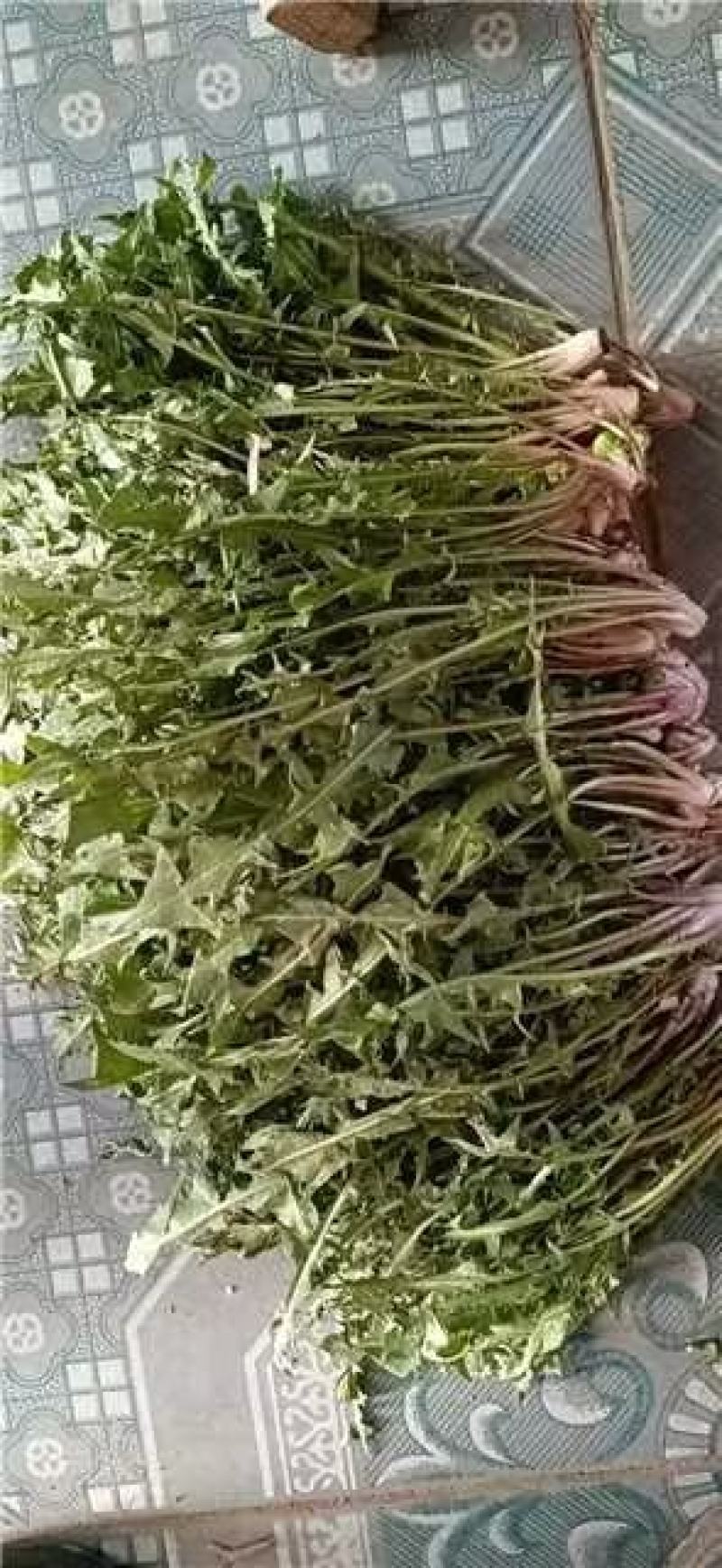【推荐】河南蒲公英产地发货对接大型批发商欢迎来电咨询