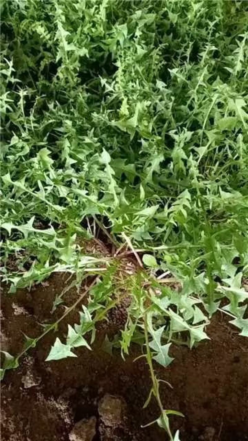 【推荐】河南蒲公英产地发货对接大型批发商欢迎来电咨询