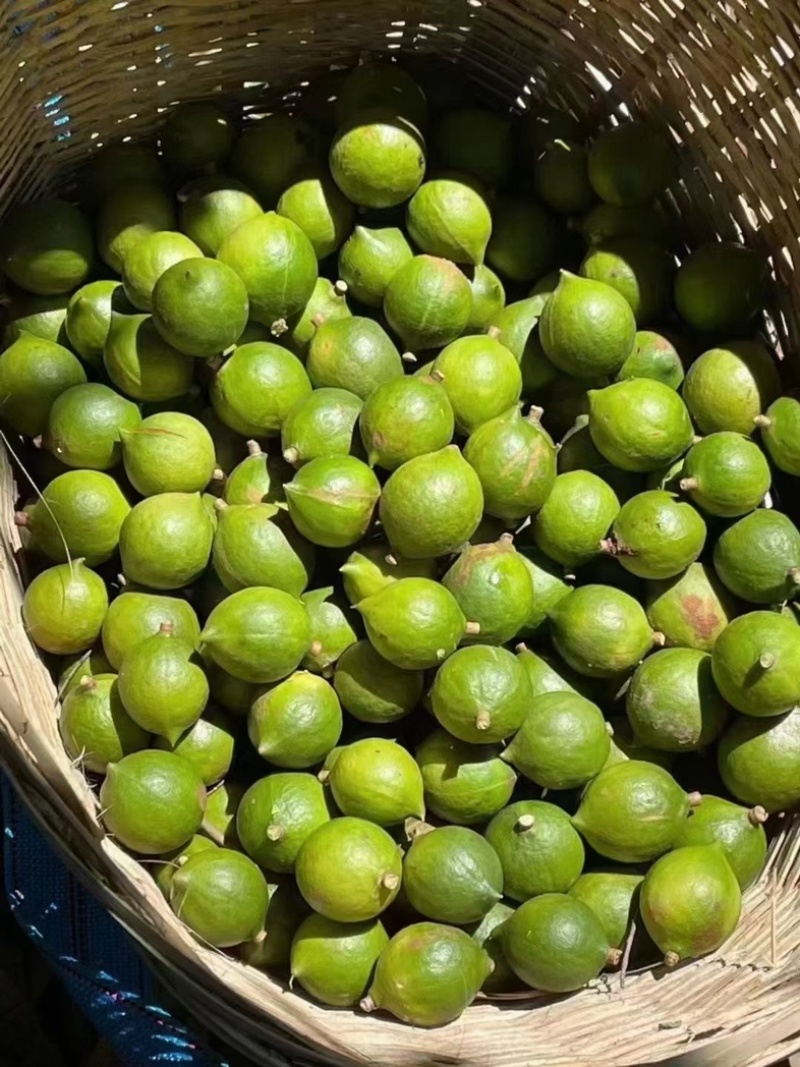 【夏威夷果】有原味、奶香味、香草味、咖啡味、椒盐味