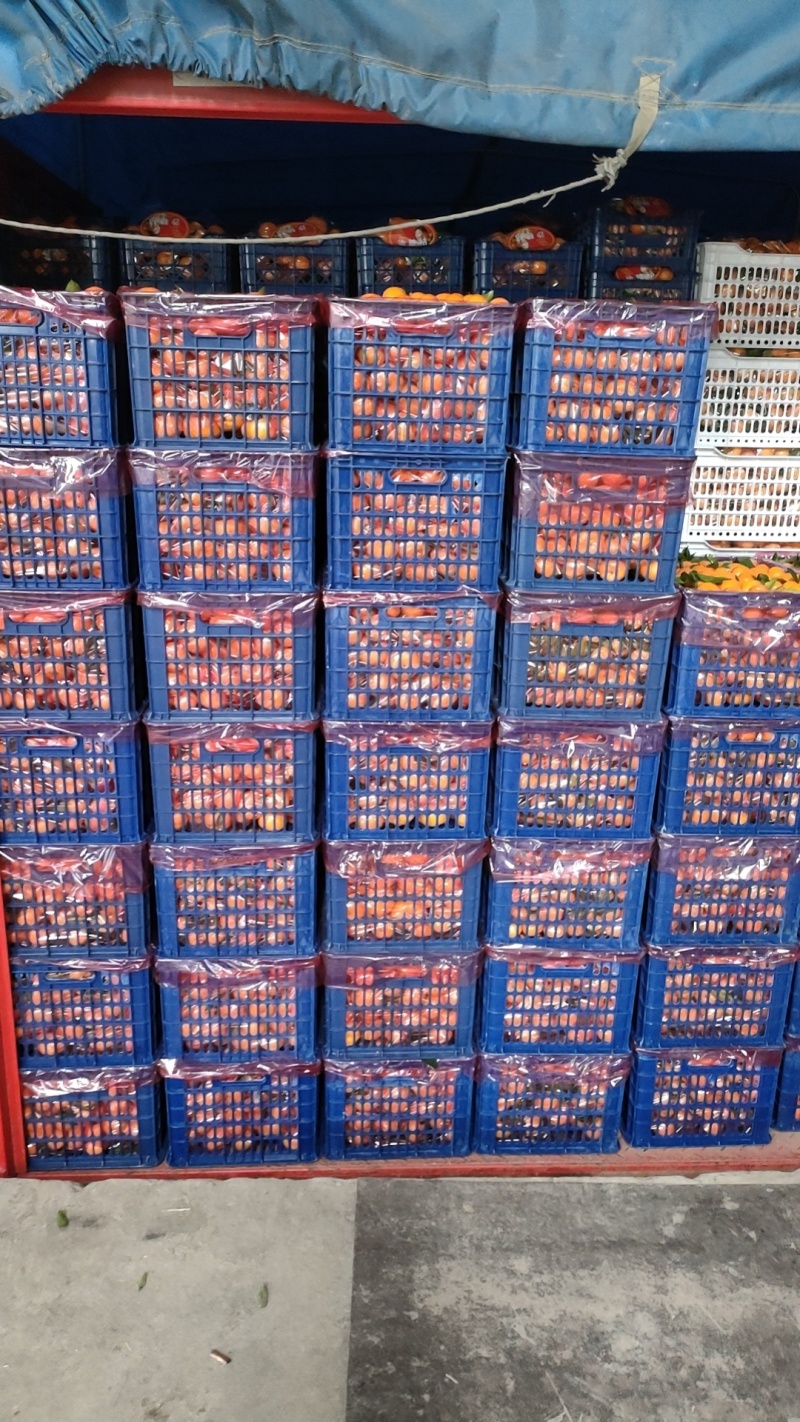专业代办砂糖橘