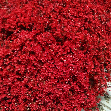 澳洲腊梅鲜花过年年宵花摆摊花。家庭插花
