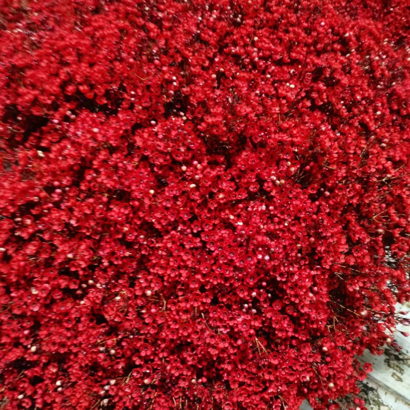 澳洲腊梅鲜花过年年宵花摆摊花。家庭插花