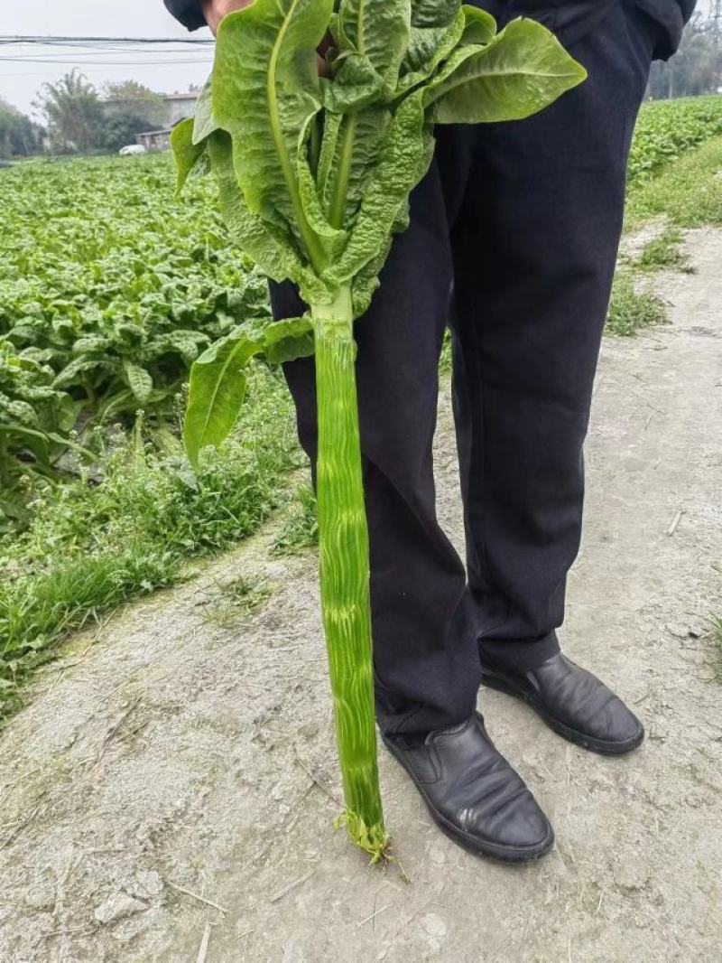 精品三青皮莴笋产地一手货源品质保证无空心货源充足欢迎选购