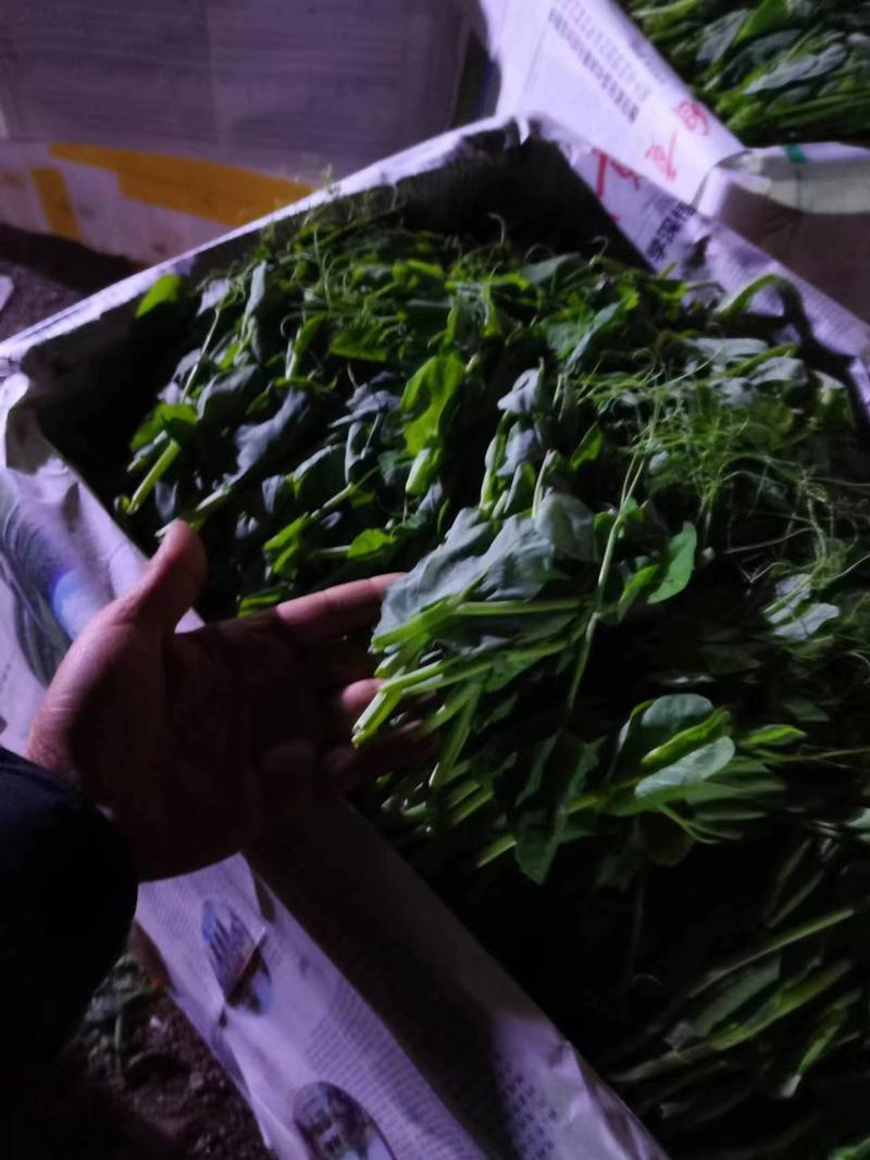 热卖豌豆尖，豌豆苗，四川精品豌豆尖大量上市