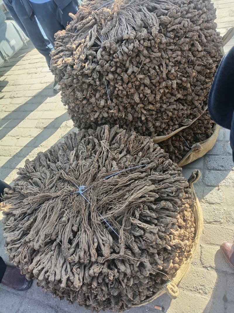 甘肃岷县【包邮】风干无硫当归产地一手货源量大从优