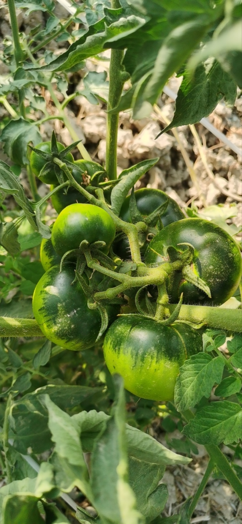 【脆甜】草莓西红柿福建新鲜西红柿番茄量大从优欢迎选购
