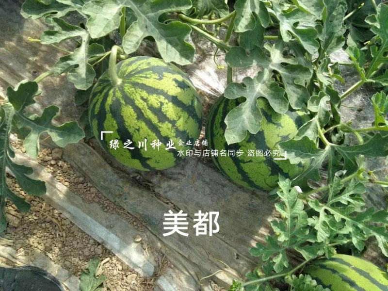 科农美都西瓜种子大果圆形大红瓤西瓜种籽甜而多汁一代杂交