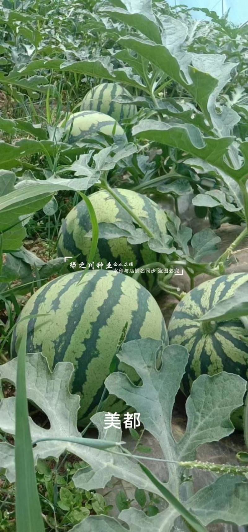 科农美都西瓜种子大果圆形大红瓤西瓜种籽甜而多汁一代杂交