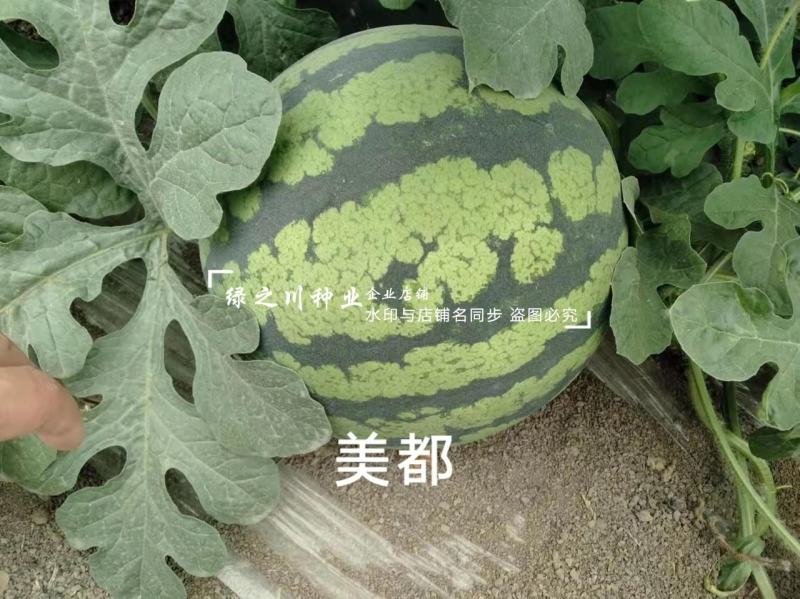 科农美都西瓜种子大果圆形大红瓤西瓜种籽甜而多汁一代杂交