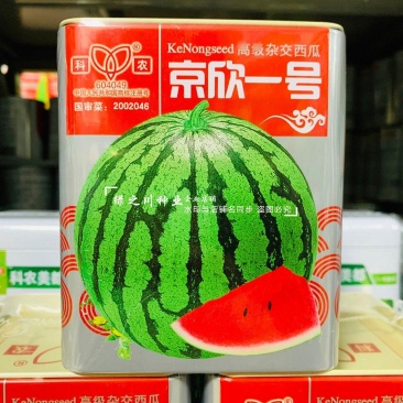京欣一号西瓜种子大红瓤耐裂花皮圆形西瓜特早熟西瓜种籽大果