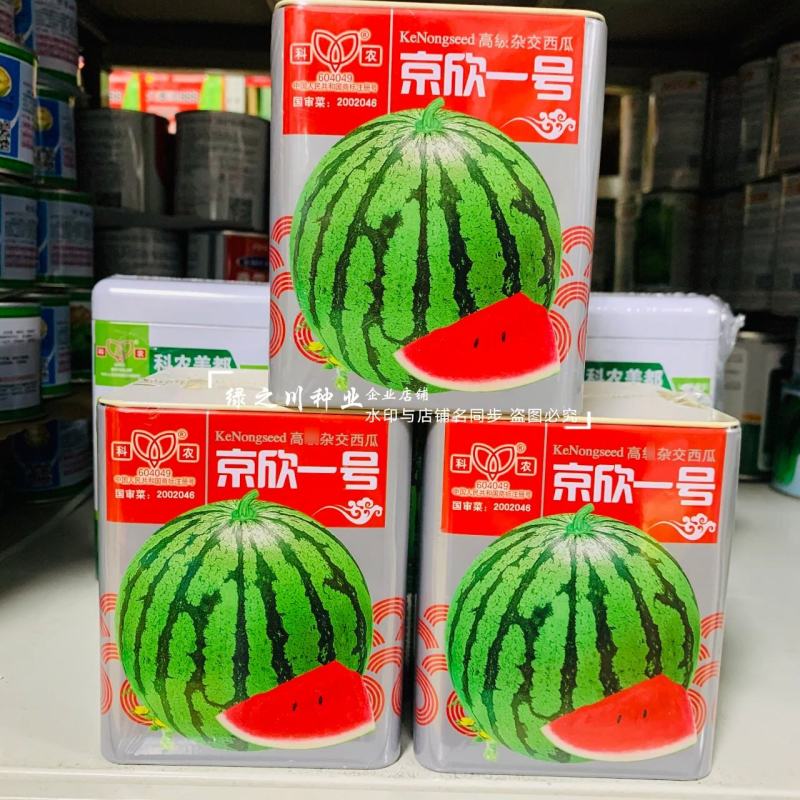 京欣一号西瓜种子大红瓤耐裂花皮圆形西瓜特早熟西瓜种籽大果