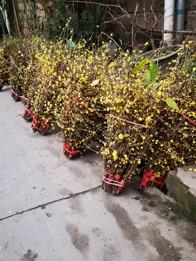 腊梅切花网红腊梅鲜花枝条素心腊梅，鲜切花，错过再等一年哦