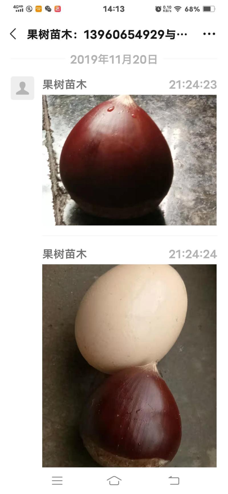 锥栗苗