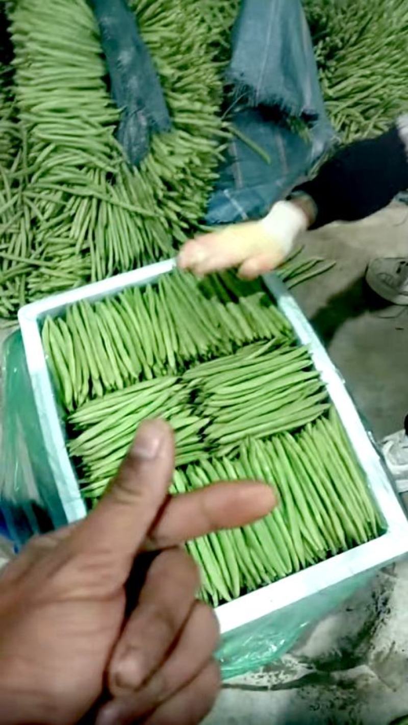 小金豆种子利农润丰小金豆荚直圆润结荚力强产量高抗病