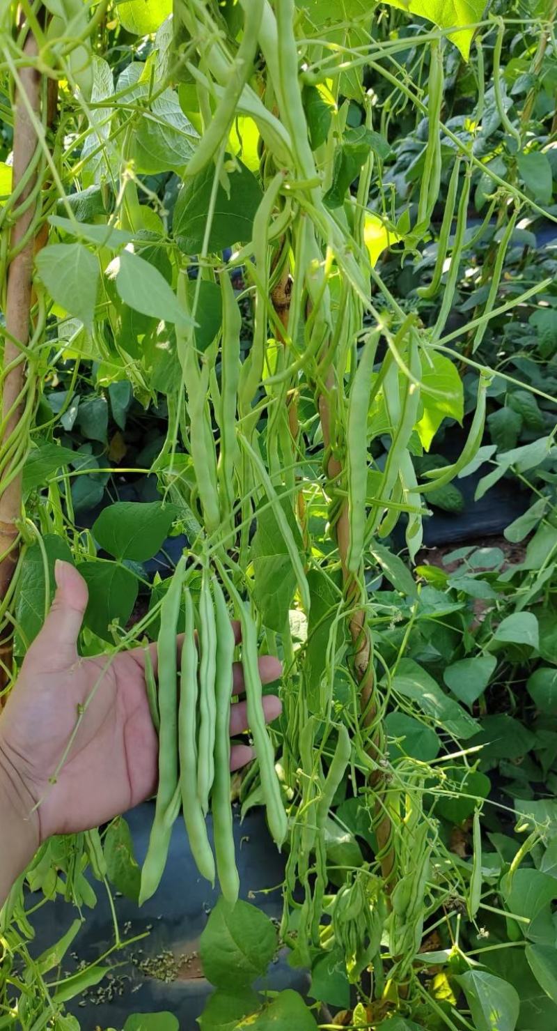 小金豆种子利农润丰小金豆荚直圆润结荚力强产量高抗病