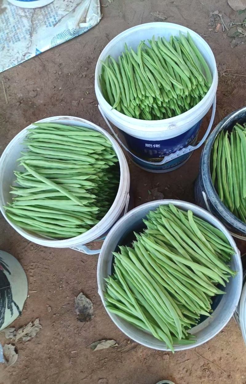小金豆种子利农润丰小金豆荚直圆润结荚力强产量高抗病