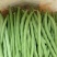 小金豆种子利农润丰小金豆荚直圆润结荚力强产量高抗病