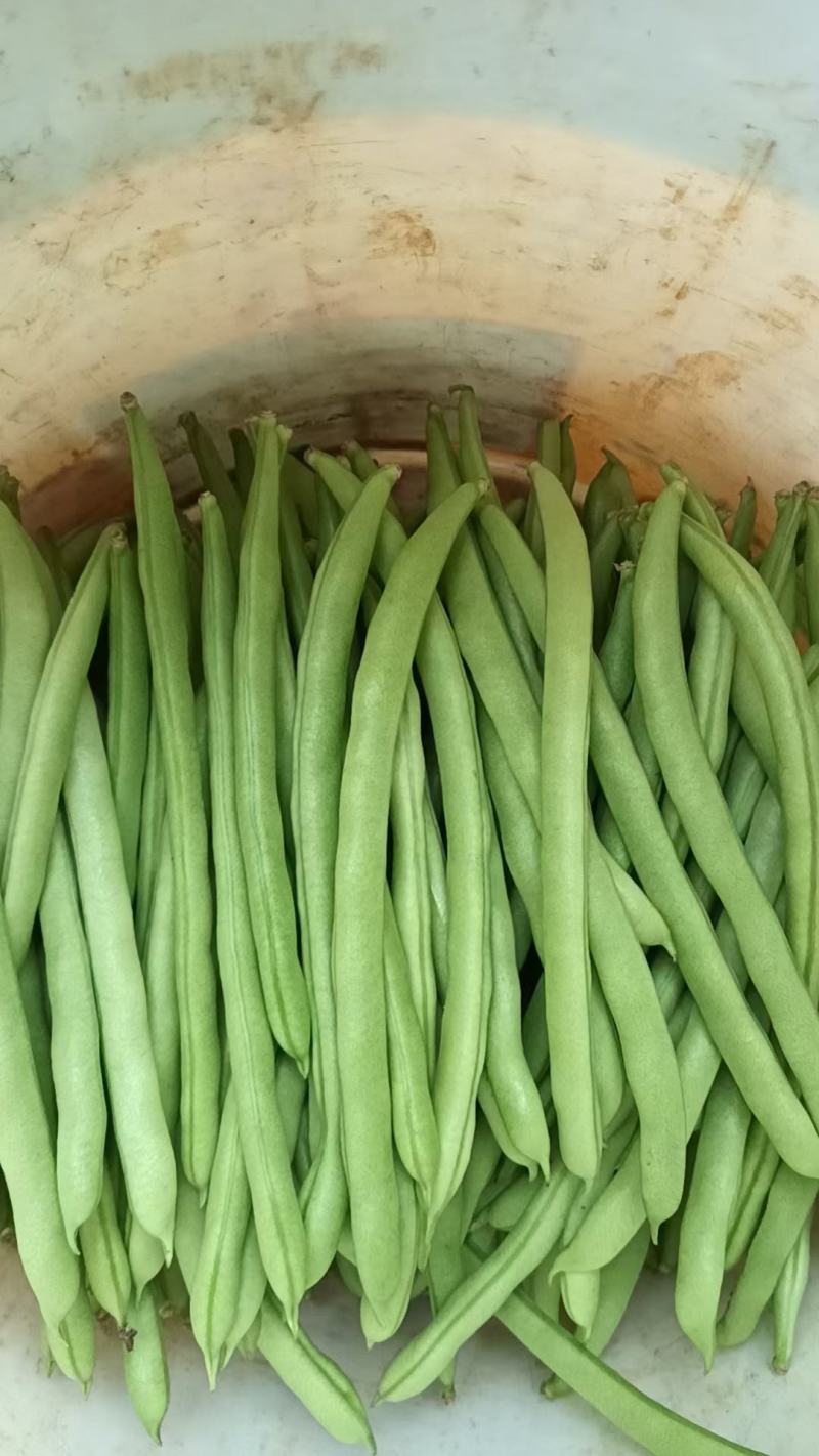 小金豆种子利农润丰小金豆荚直圆润结荚力强产量高抗病