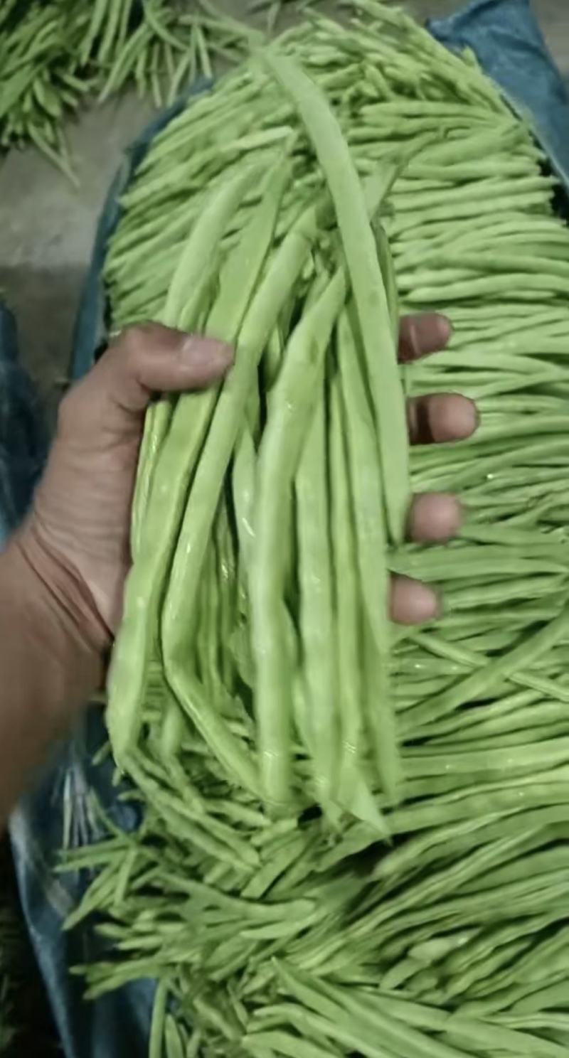 小金豆种子利农润丰小金豆荚直圆润结荚力强产量高抗病