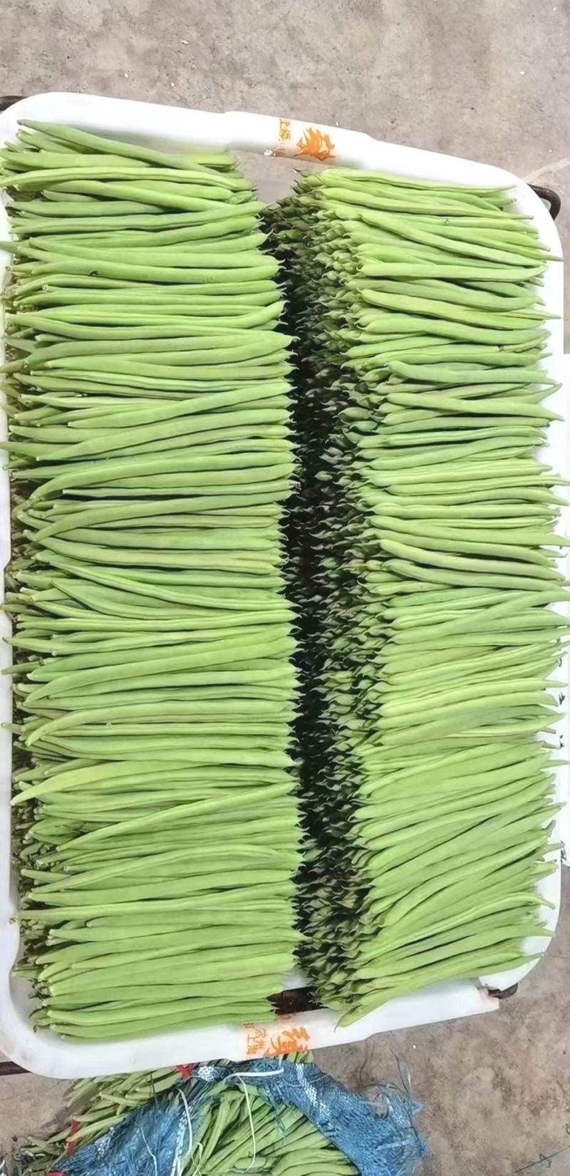 小金豆种子利农润丰小金豆荚直圆润结荚力强产量高抗病