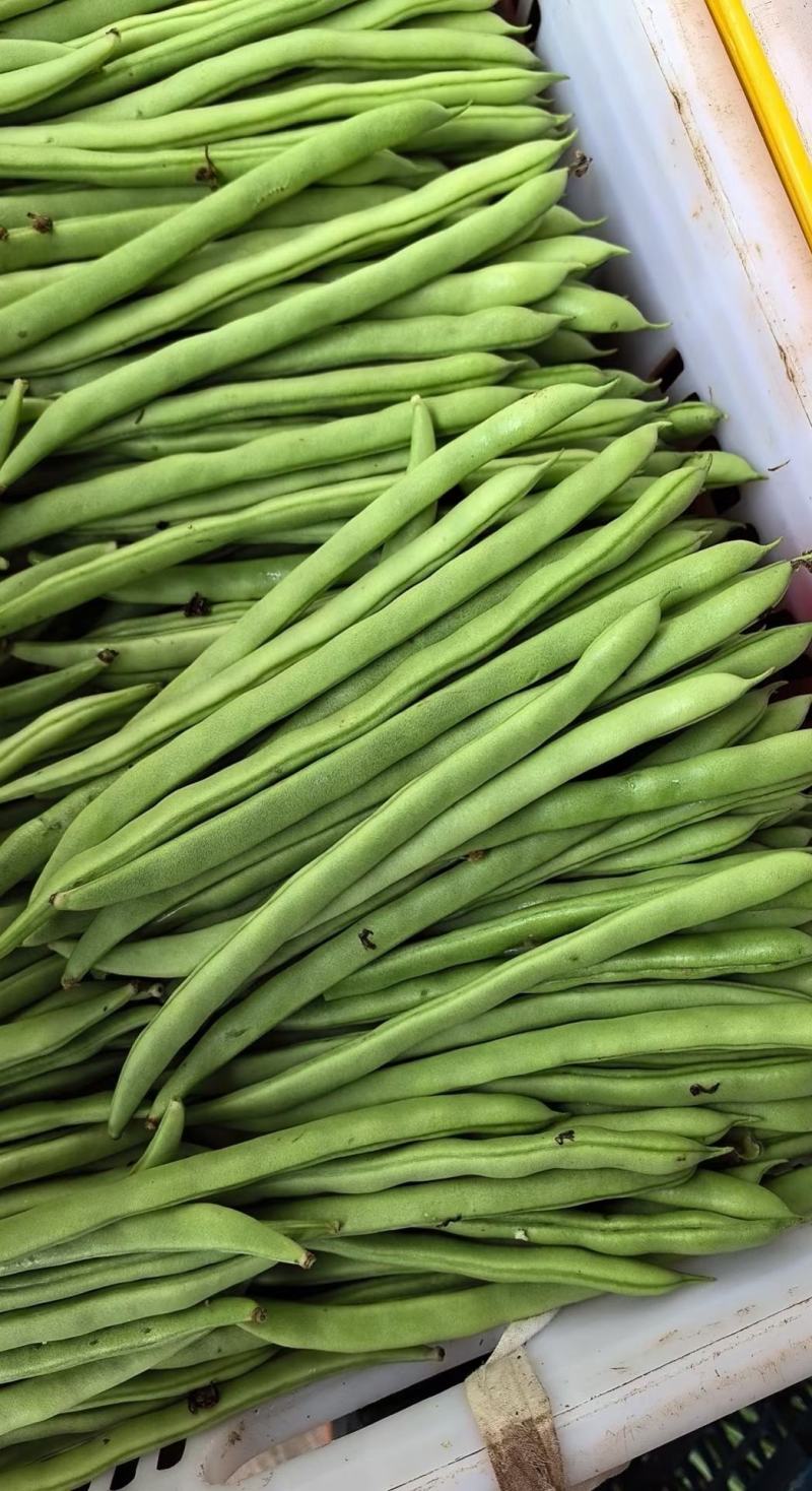 小金豆种子利农润丰小金豆荚直圆润结荚力强产量高抗病