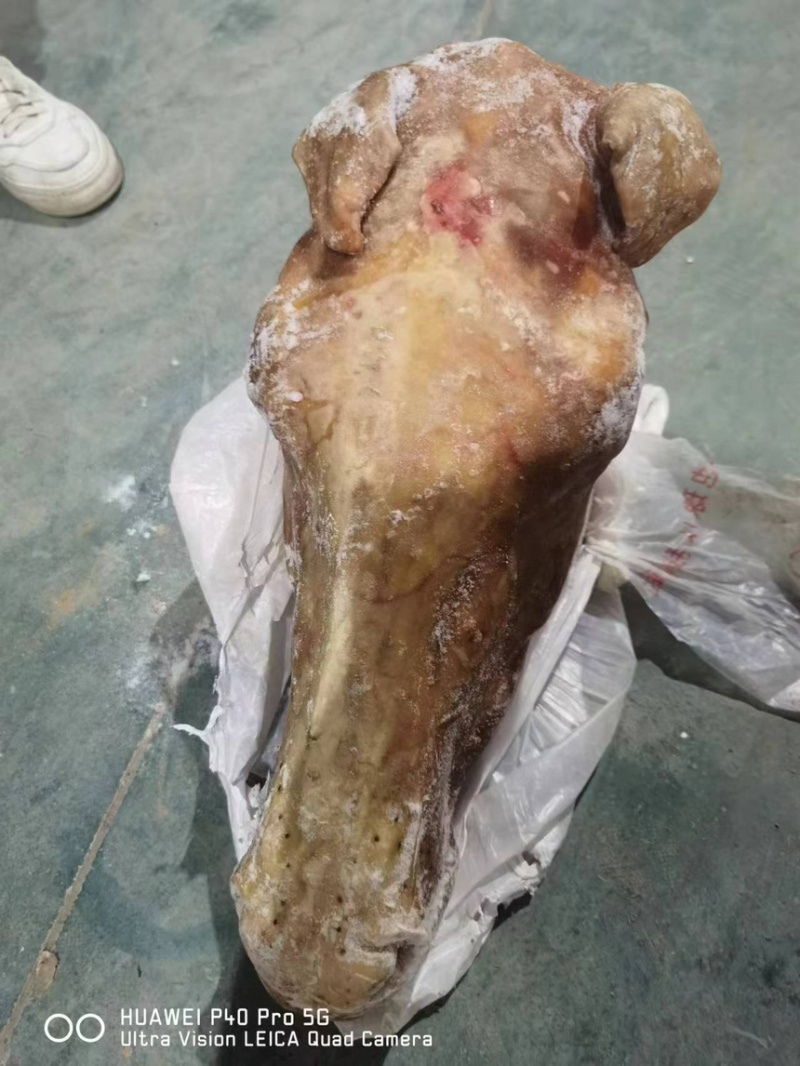 鲜带皮马头厂家直销大小均匀现货供应