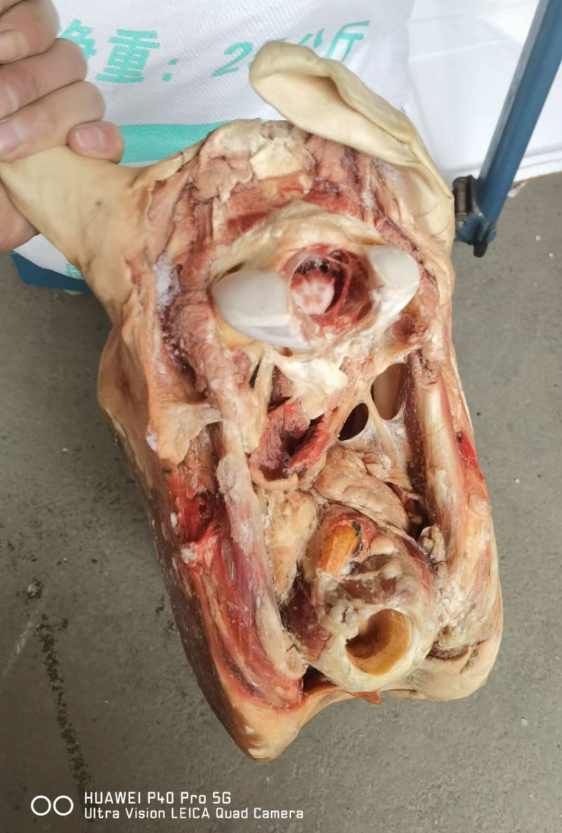 鲜带皮马头厂家直销大小均匀现货供应