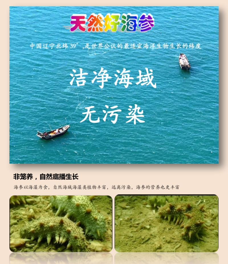 辽参即食海参