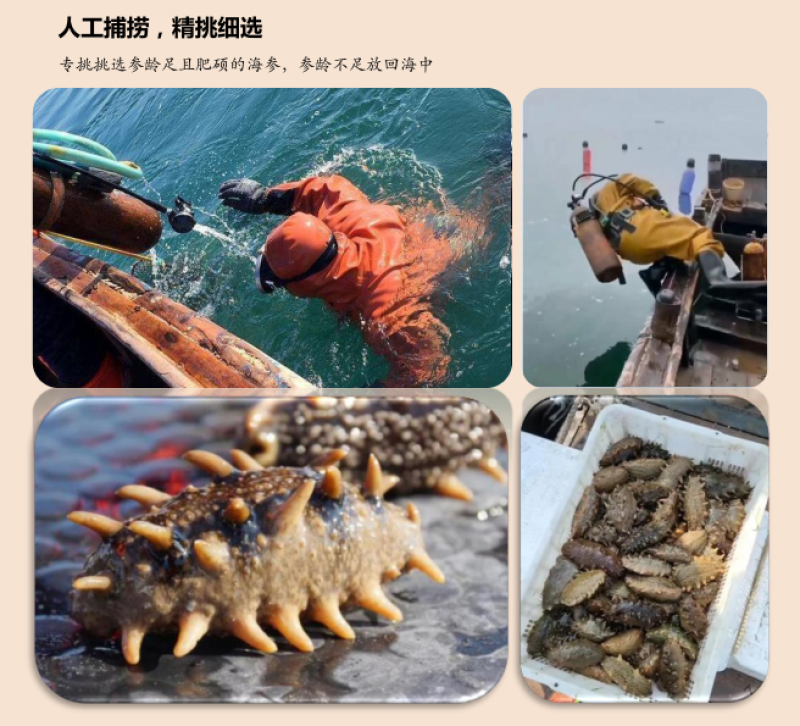 辽参即食海参