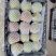 精品红香酥梨山西运城红香酥梨大量有一手货源坏果包赔