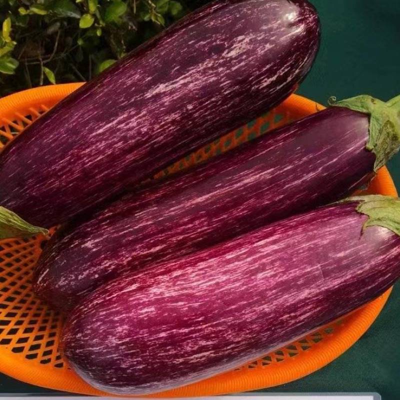 紫荆花3号茄子种子果长15-18cm，粗径8cm春秋栽培
