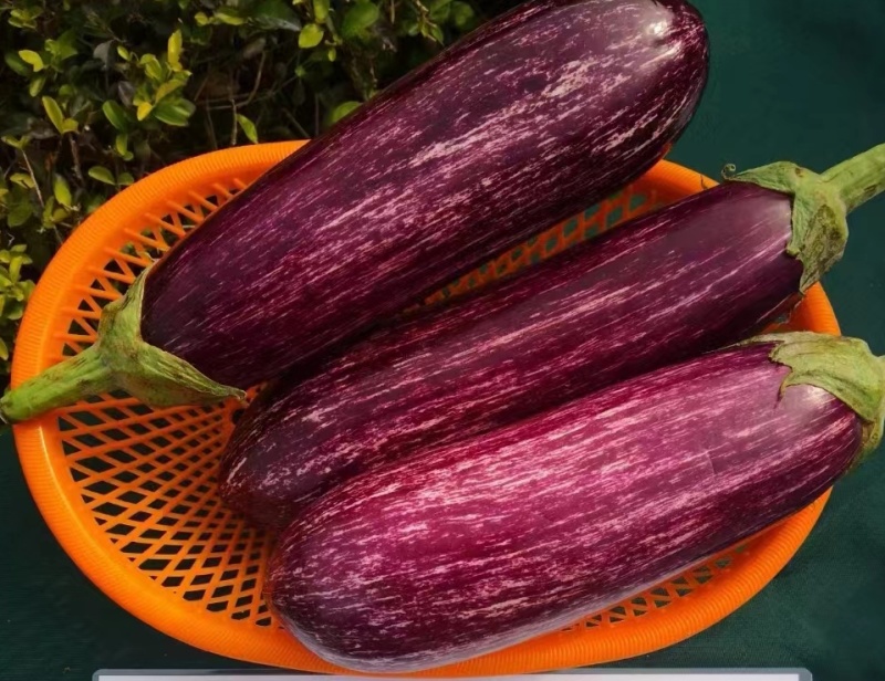 紫荆花3号茄子种子果长15-18cm，粗径8cm春秋栽培