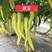 翠玉羊角椒种子果长15厘米辣味浓春秋栽培用于加工腌渍