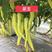 翠玉羊角椒种子果长15厘米辣味浓春秋栽培用于加工腌渍