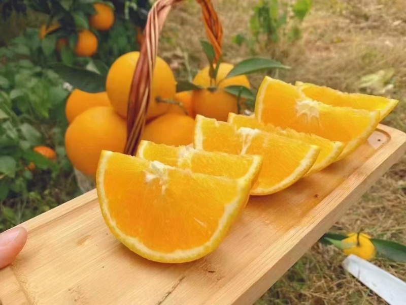 赣南脐橙
