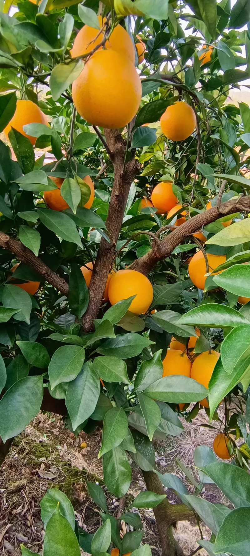 赣南脐橙