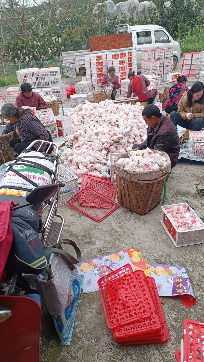 四川耙耙柑大量上市。口感好，颜色好，大，基地货源充足，