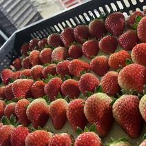 红颜草莓产地发货质量保证可视频看货欢迎来电咨询洽谈