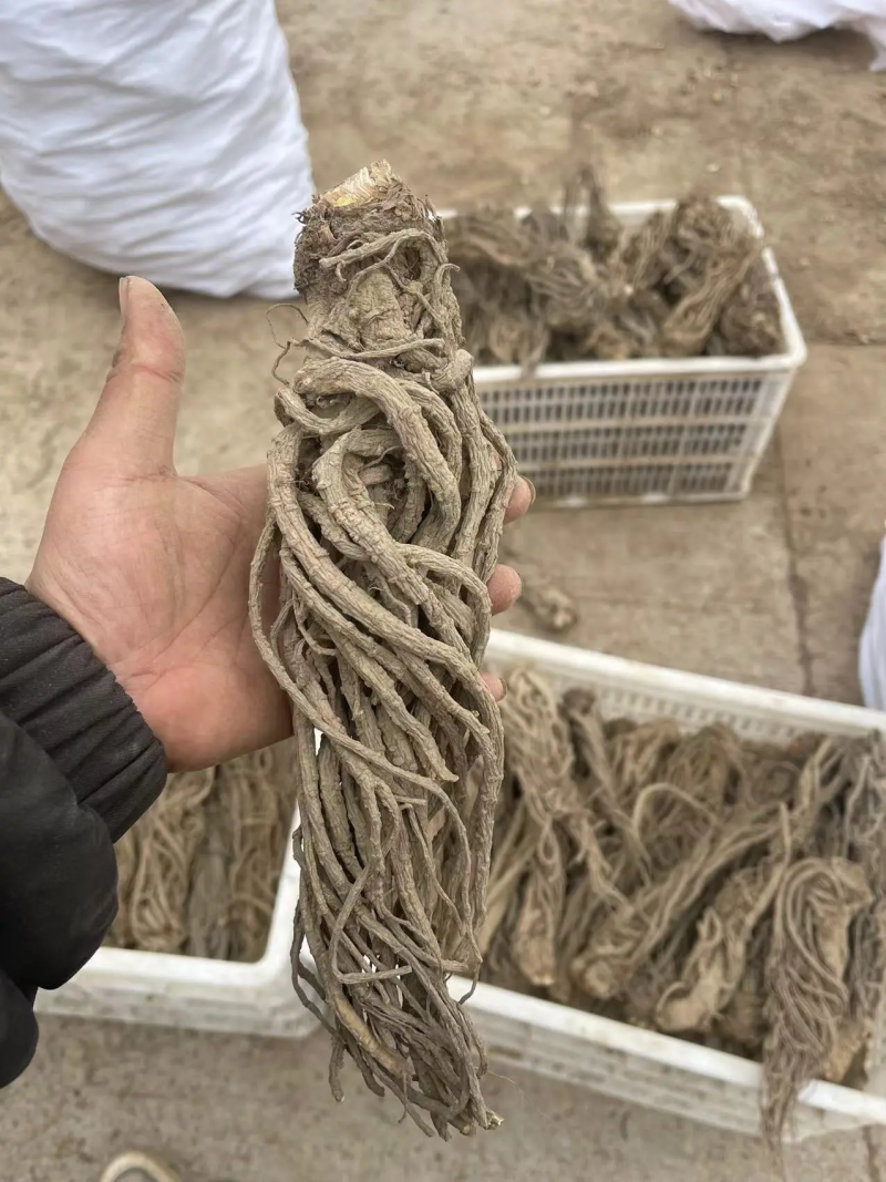 四川【精品中药材当归头】产地直发货源充足量大从优