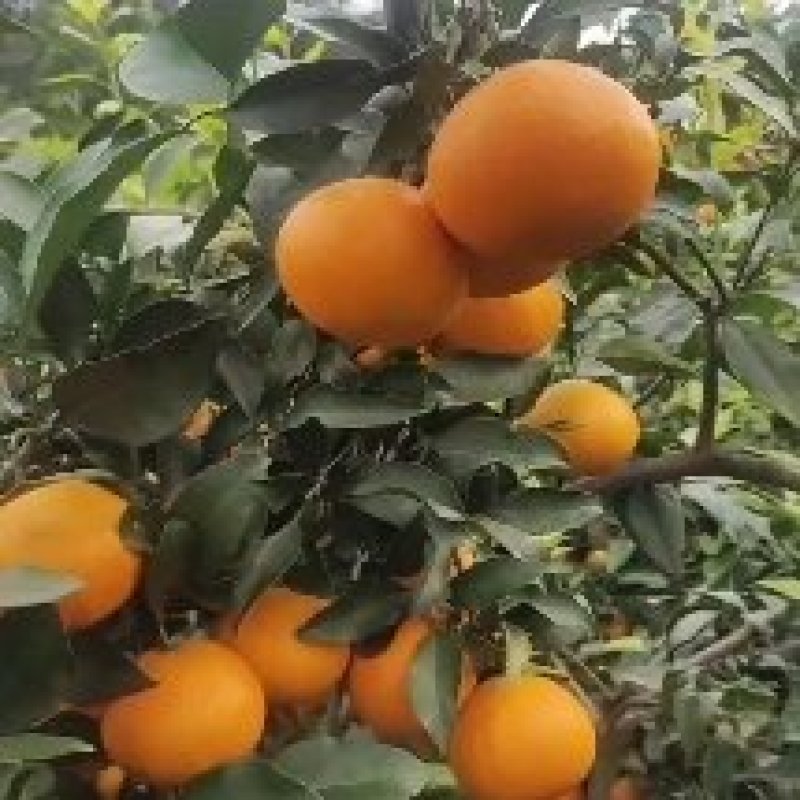 爱媛果冻橙，高山沙地产品品质保证保证欢迎咨询