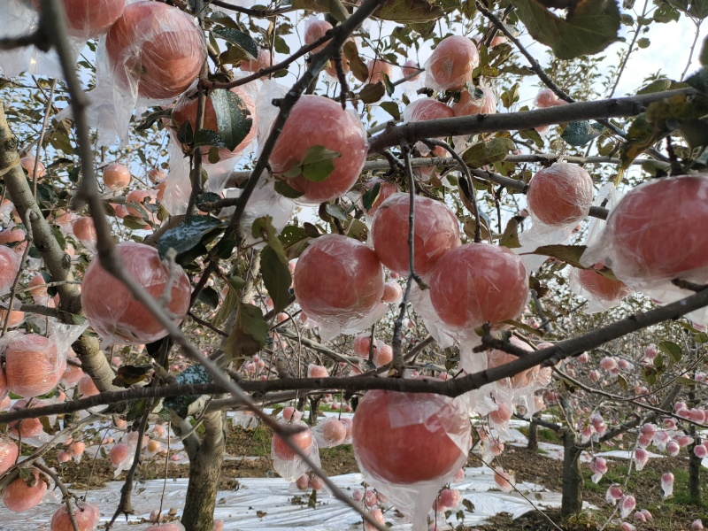 山西红富士苹果冰糖心