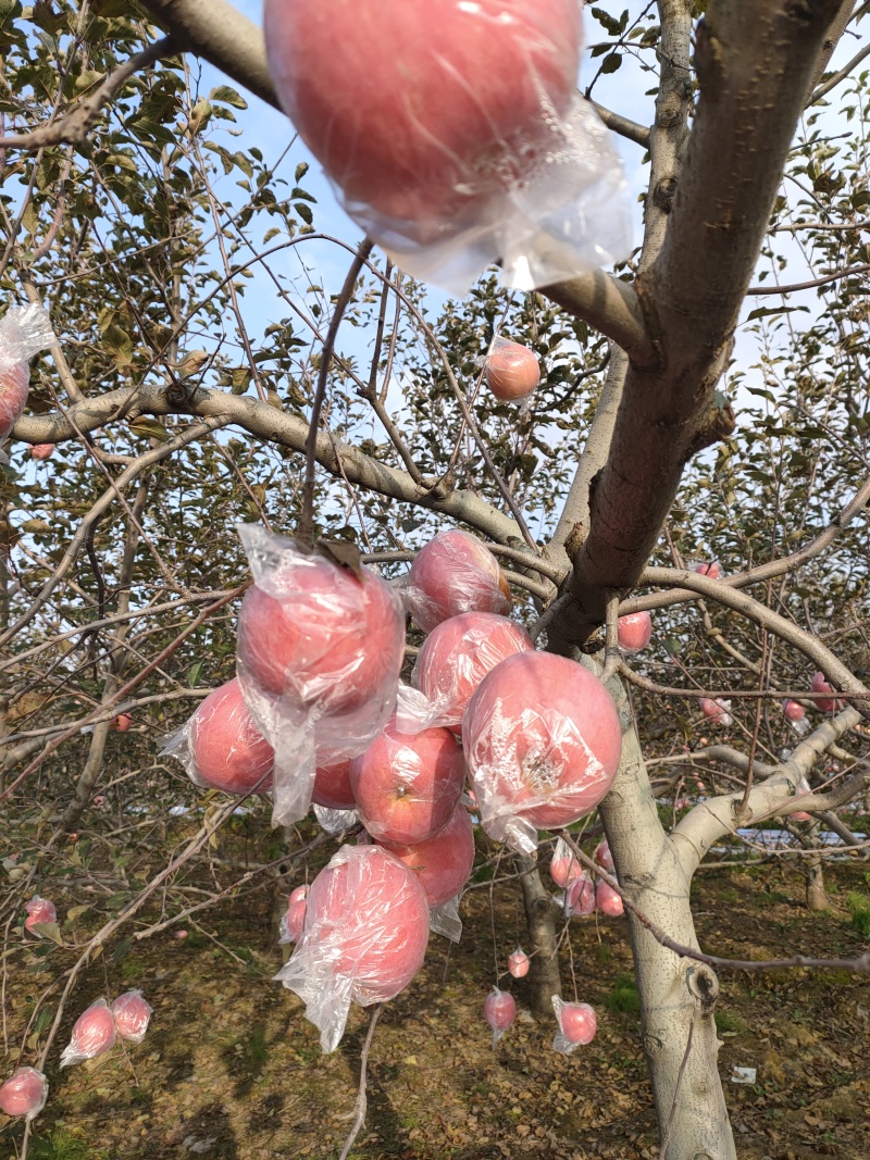 山西红富士苹果冰糖心