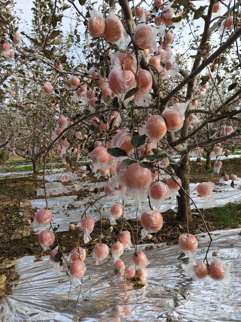 山西红富士苹果冰糖心