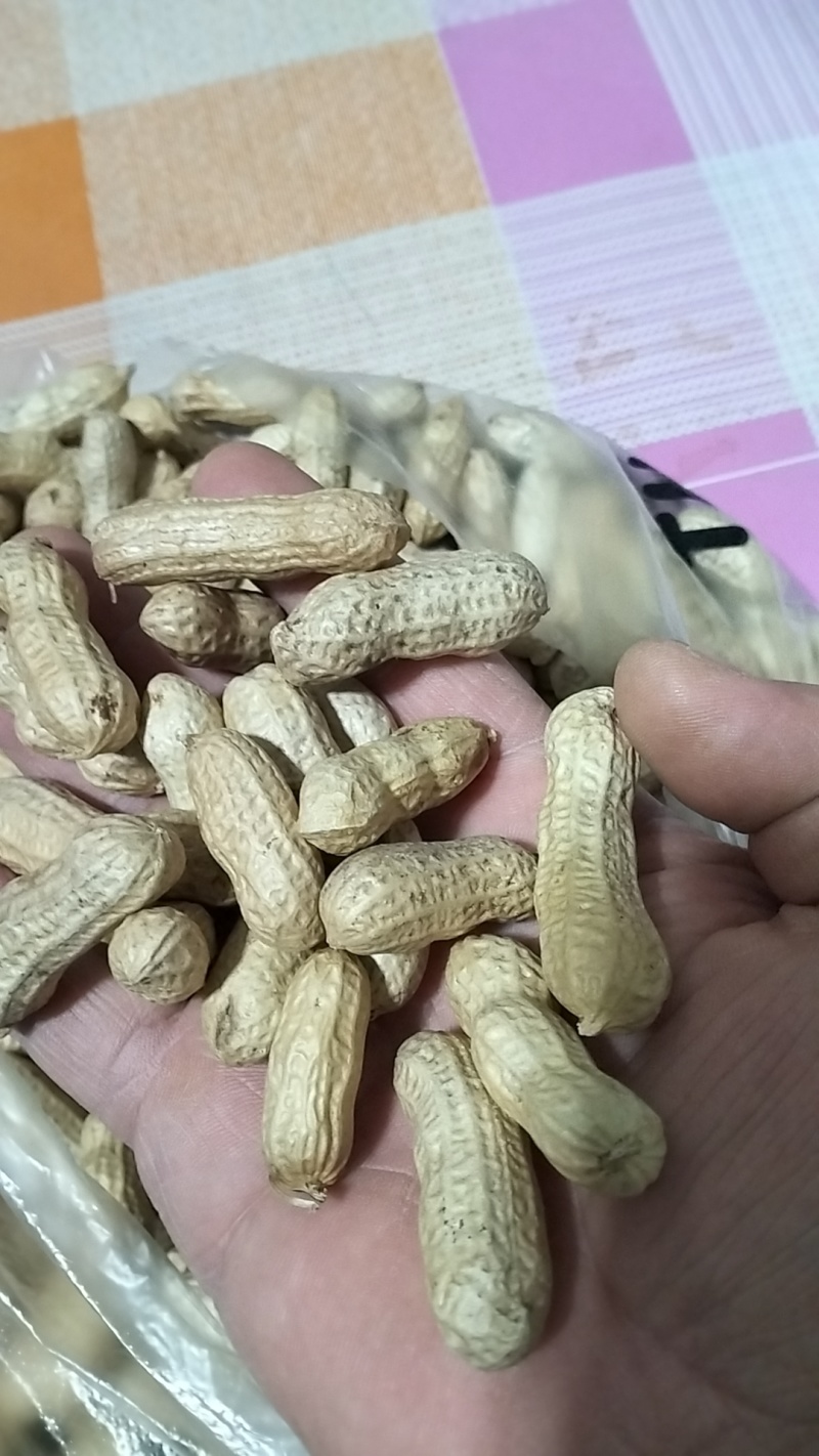 大量供应东北花生四粒红，通货，精品，全国可以发货。