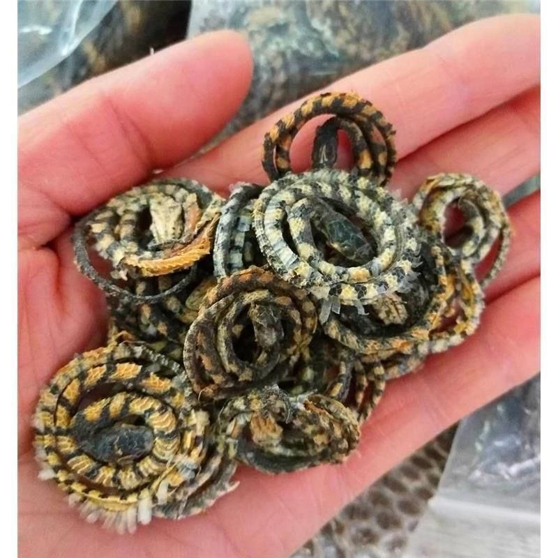 中药材金钱白花蛇小白花蛇干白花蛇正品百花蛇10条包邮蜈蚣