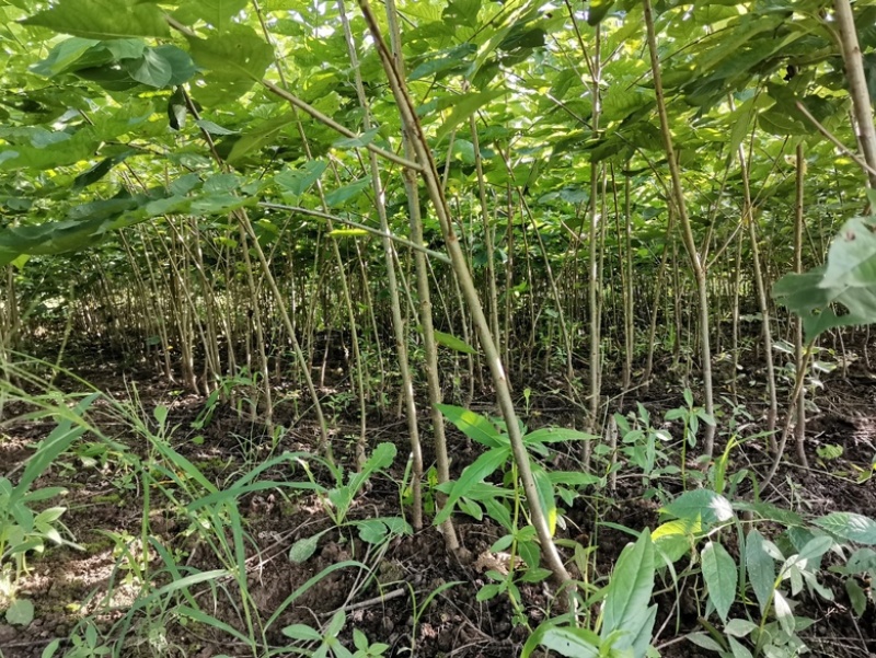 湖北八里樱桃苗新品种保纯度包技术服务现挖现发小苗包邮到家