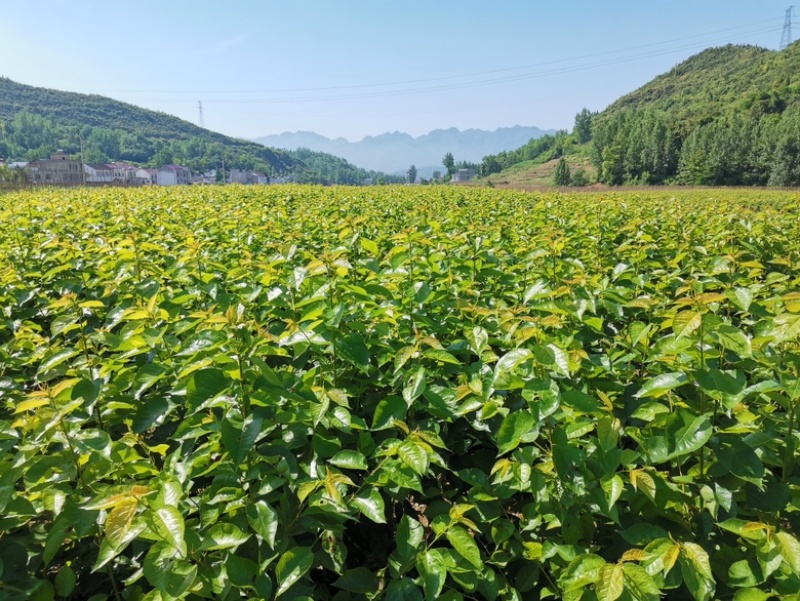 湖北八里樱桃苗新品种保纯度包技术服务现挖现发小苗包邮到家