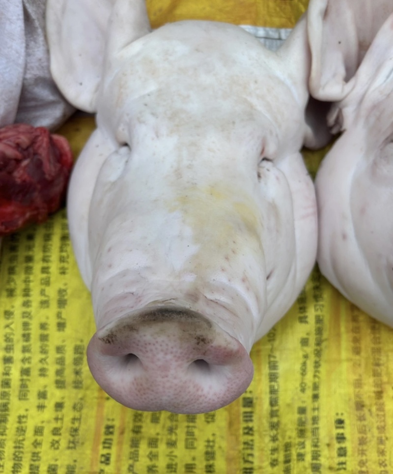 新鲜的带耳带舌猪头，基地直发，量大从优，欢迎各地老板订购